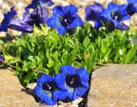 Rich blue trumpet flowers in masses